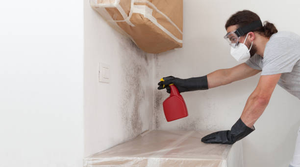 Professional Attic Mold Removal technician working in Bloomington, MD