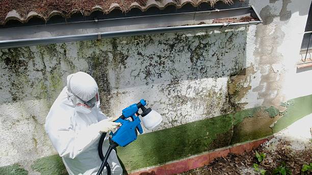 Trusted Mold Removal service in Bloomington, MD - Cheap Mold Removal